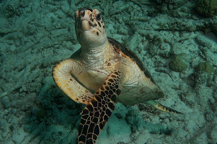 Uncertified divers - Toucan Diving